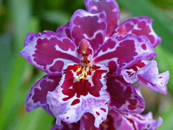 Purple and Pink Cambria Orchid